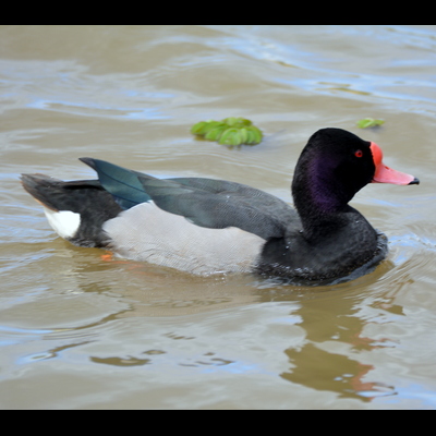 Rosy-Billed Pochard (2)